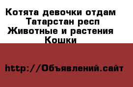 Котята девочки отдам - Татарстан респ. Животные и растения » Кошки   